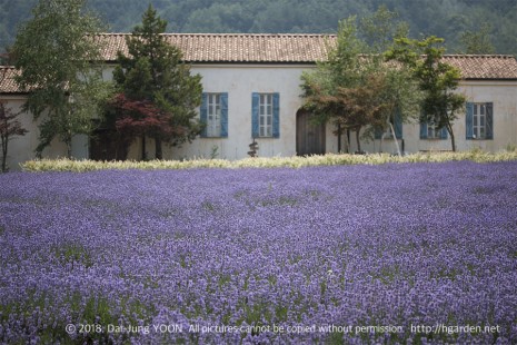 라벤더 Lavender