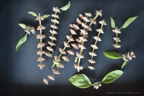 바질 Basil