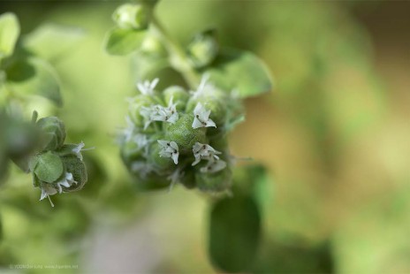 마조람 Marjoram
