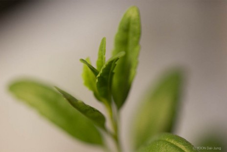 히솝 Hyssop