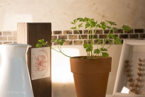 파슬리 Parsley