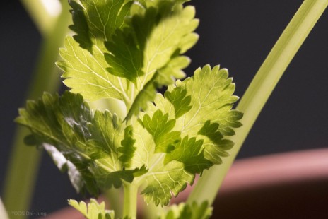 고수(코리앤더) Coriander