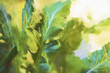루꼴라 Rucola
