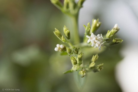 스테비아 Stevia