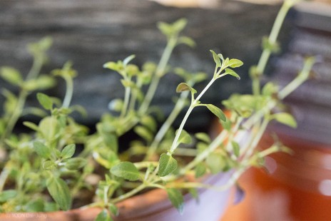 타임 Thyme