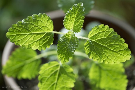 레몬밤 Lemonbalm