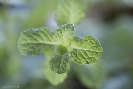 스피어민트 Spearmint