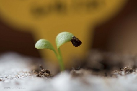 소렐 Sorrel