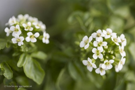 워터크레스 Watercress
