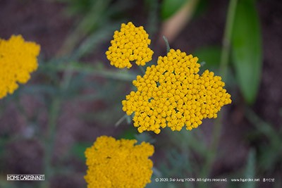 야로우(서양톱풀) Yarrow