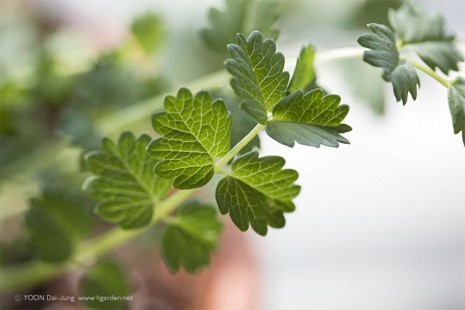 샐러드 버넷 Salad Burnet