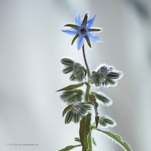 보리지 Borage