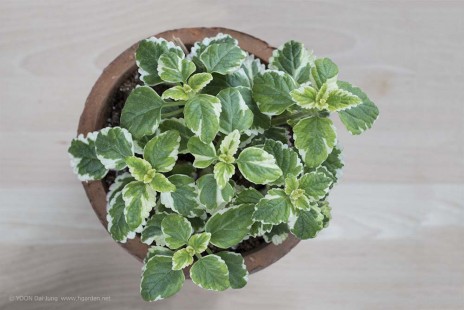 캔들 플랜트 Candle Plant