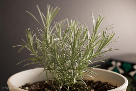 커리 플랜트 Curry Plant