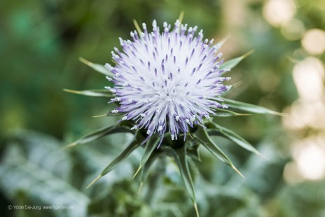 밀크시슬(밀크씨슬) Milk thistle