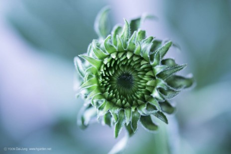 에키네시아 Echinacea