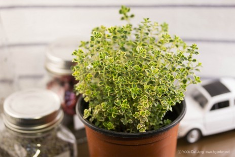골든 레몬 타임 Golden Lemon Thyme