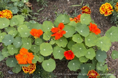 나스터튬(한련화) Nastertium