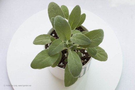 램즈이어 Lamb's ear (램스이어, 람스이어)