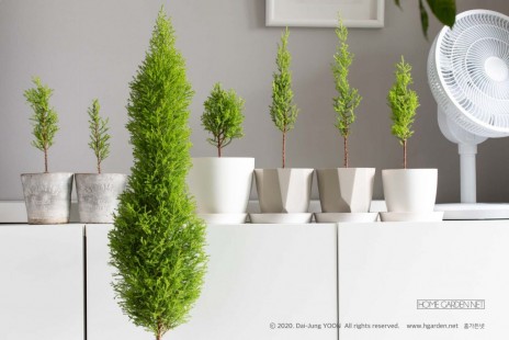 율마 (윌마) Willma