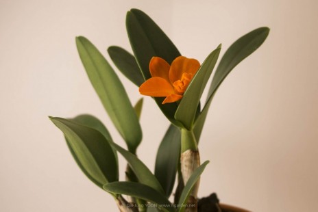 카틀레야 Cattleya