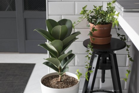 인도 고무나무 Rubber plant 공기정화 No.4