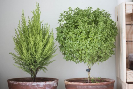 바질 트리 Basil Tree