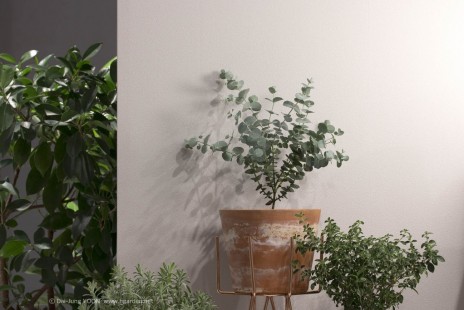유칼립투스 Eucalyptus