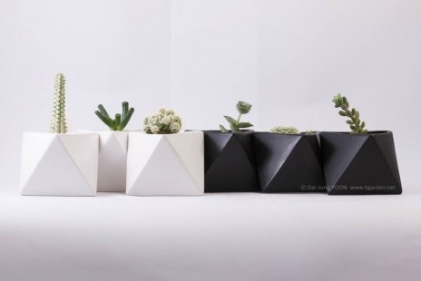 다육식물 Succulent plant
