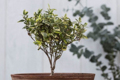 황제마삭 Asian jasmine(마삭줄)