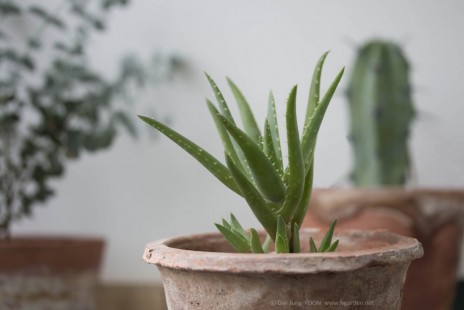 미니 알로에 Aloe