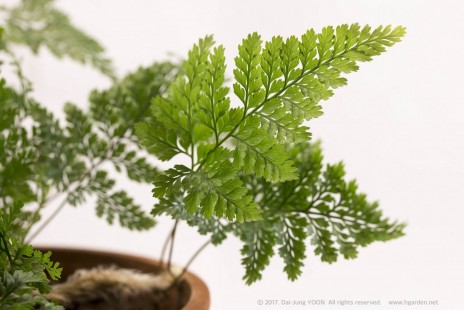 넉줄고사리(유통명: 후마타) Squirrels-foot Fern