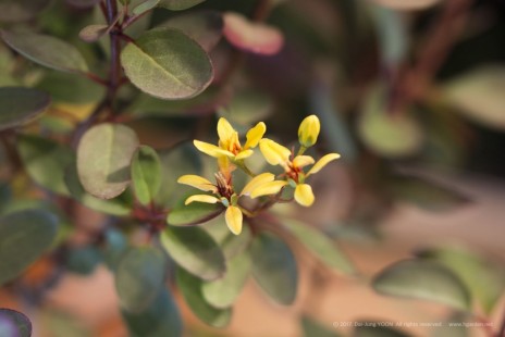 긴꾸따루(갈피미아) Galphimia gracilis