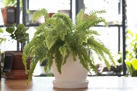 보스턴 고사리(보스톤 고사리) Boston fern 공기정화 No.9