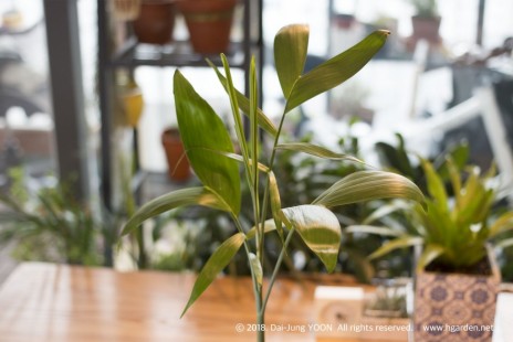 대나무야자 Bamboo palm 공기정화 No.3