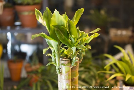 황금죽 Dracaena janet Craig 공기정화 No.5