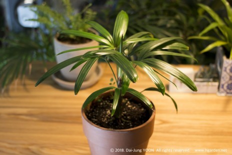 관음죽 Lady palm 공기정화 No.2