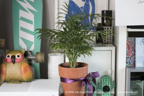테이블야자 Parlour palm 공기정화 No.21