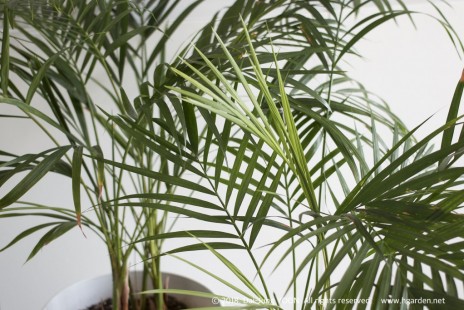 아레카야자 Areca palm 공기정화식물 No.1