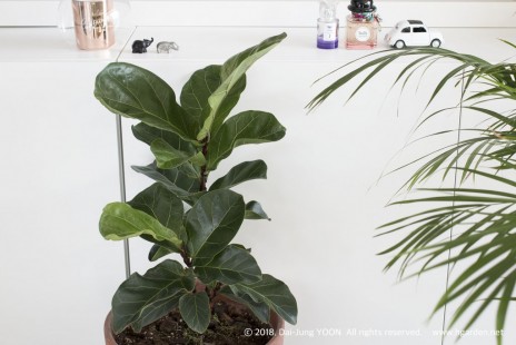떡갈고무나무 Fiddle leaf fig