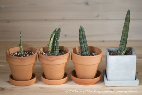 산세베리아 스투키 Sansevieria Stuckyi