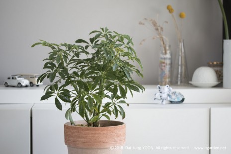 홍콩 야자(쉐플레라) Dwarf umbrella tree