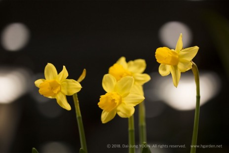수선화 Narcissus(Daffodil)