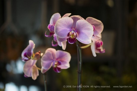 호접란(팔레놉시스) Moth orchid 공기정화식물 No.49