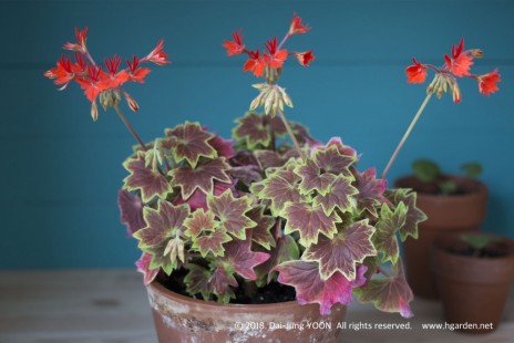 벤쿠버 제라늄 Stellar Pelargonium