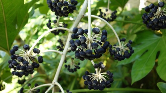 팔손이 Fatsia