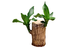 행운목 Cornstalk dracaena
