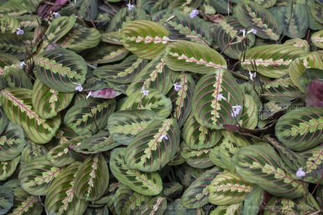 마란타 Maranta leuconeura