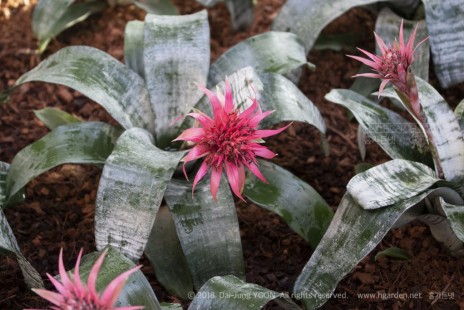 얼룩 에크메아(에크메아 파시아타) Aechmea fasciata