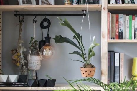 박쥐란 Staghorn Fern